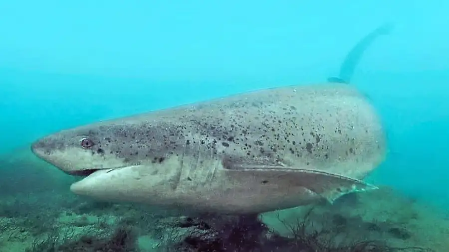 tiburones en peligro