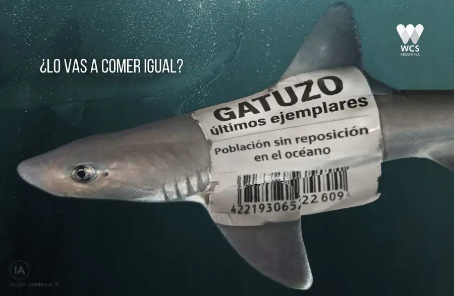 tiburones en peligro
