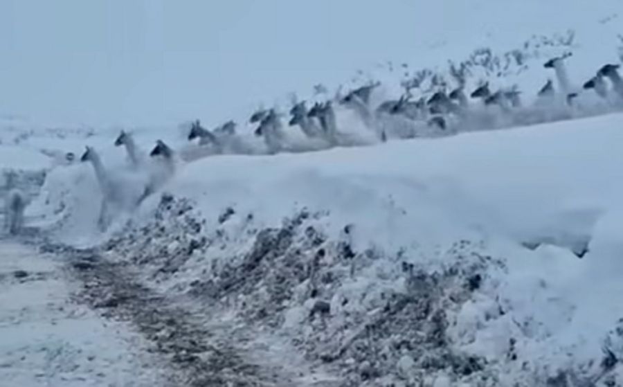 2407_guanacos