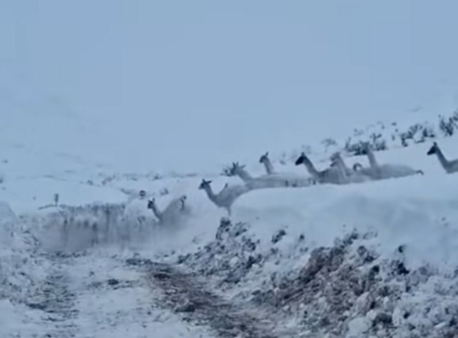 2407_guanacos