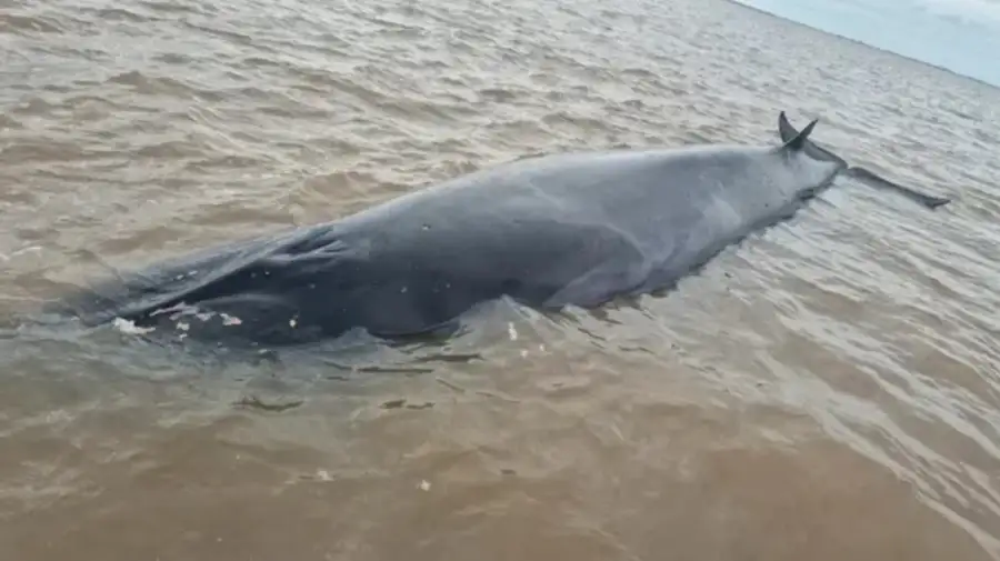 Ballena quedó encallada en el Río de la Plata 25072026