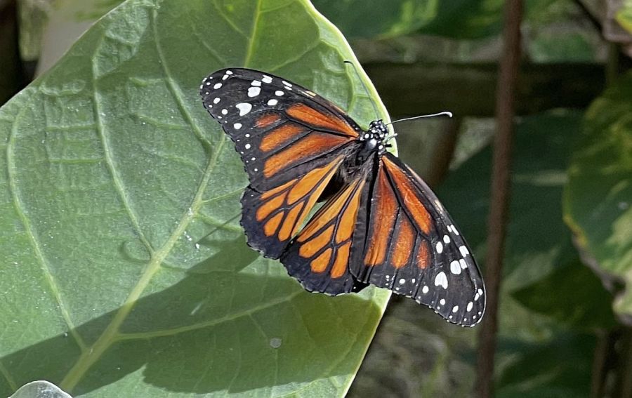 0727_mariposario