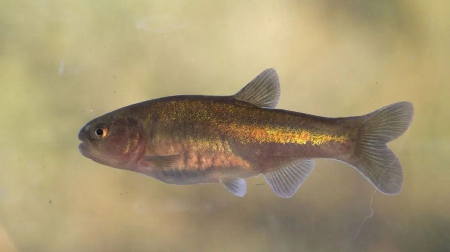 2707_mojarra_desnuda