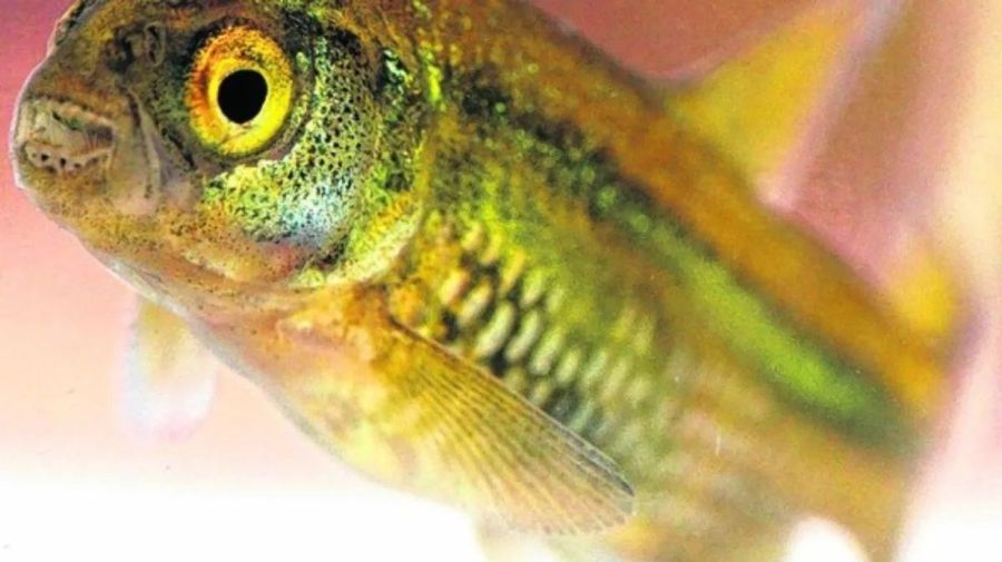 2707_mojarra_desnuda