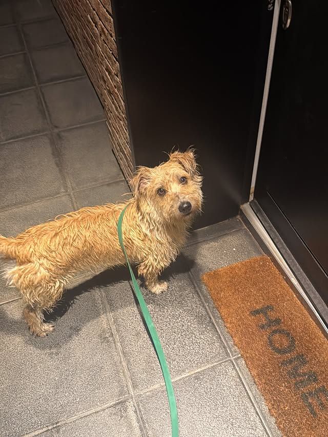 Willow, el perro de Sofi Martínez