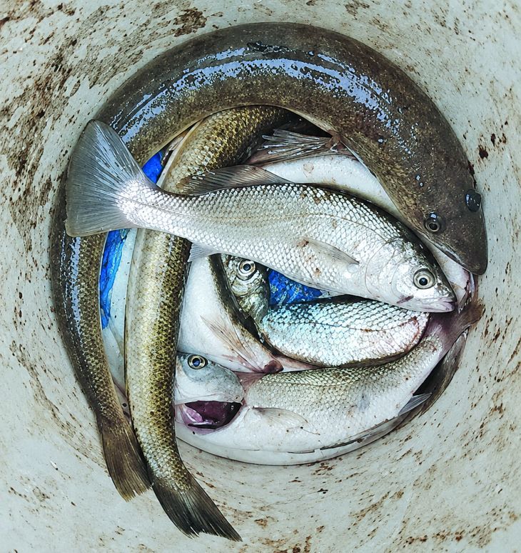 0729_pescadilla