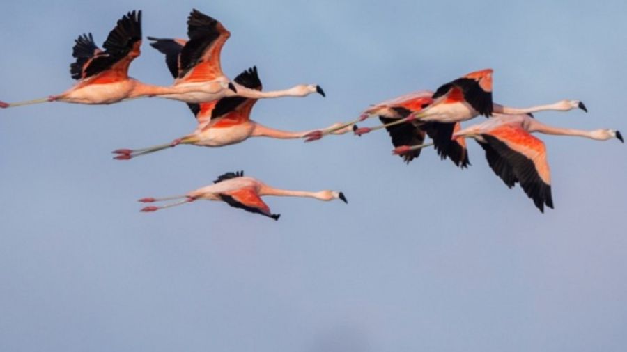 3007_aves argentinas 