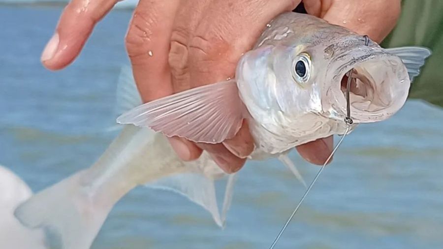 3107_mapa_pique_pesca