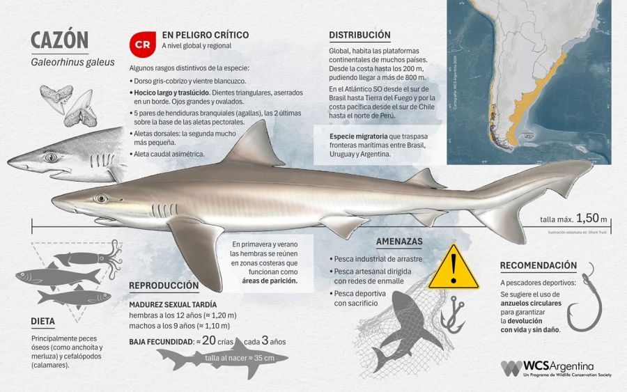 0408_tiburones