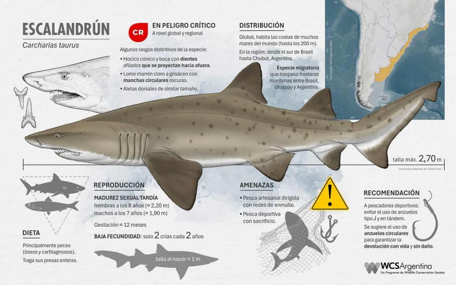 0408_tiburones