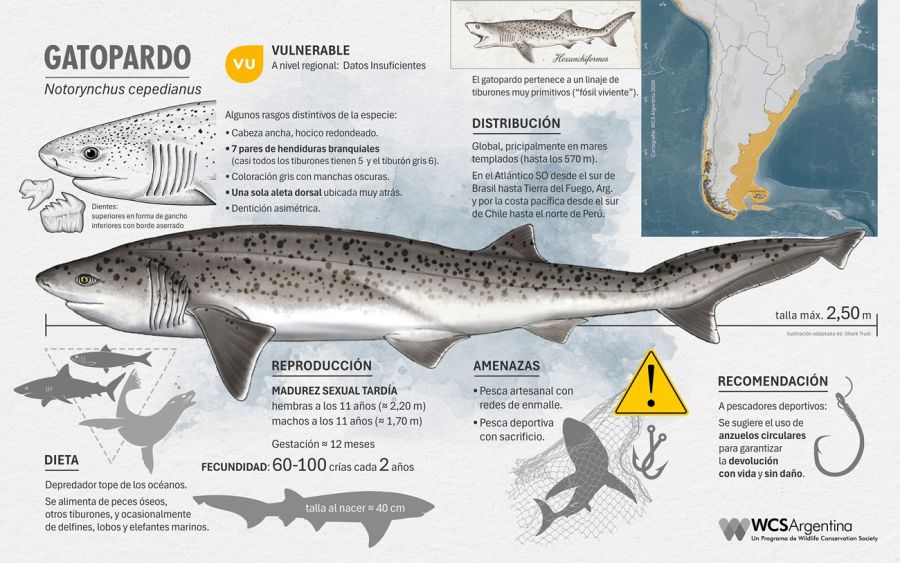 0408_tiburones