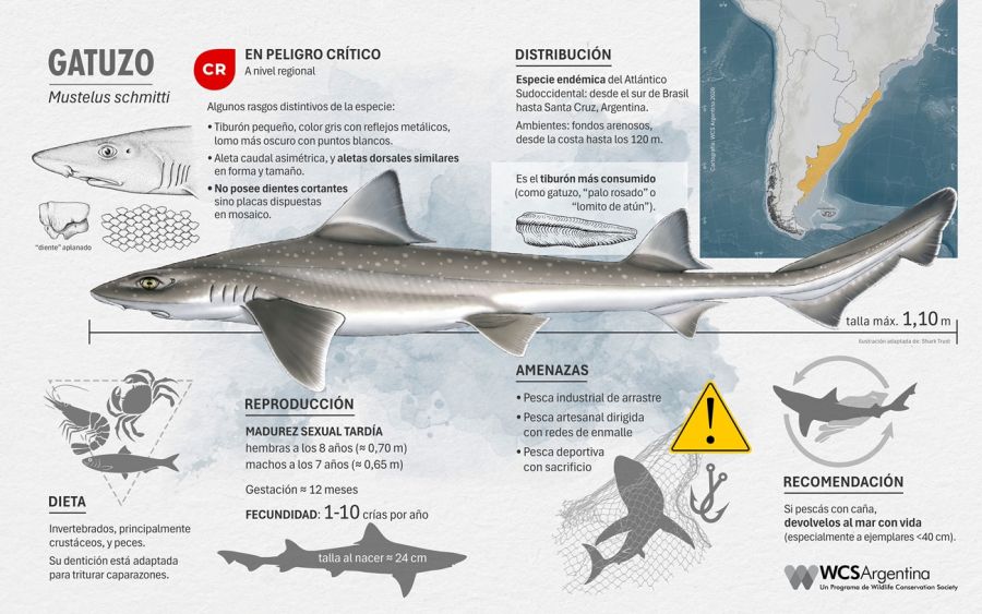 0408_tiburones