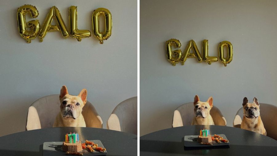 Galo, el perro de Caro Calvagni y Nicolás Tagliafico