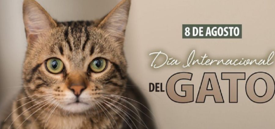 0708_gato