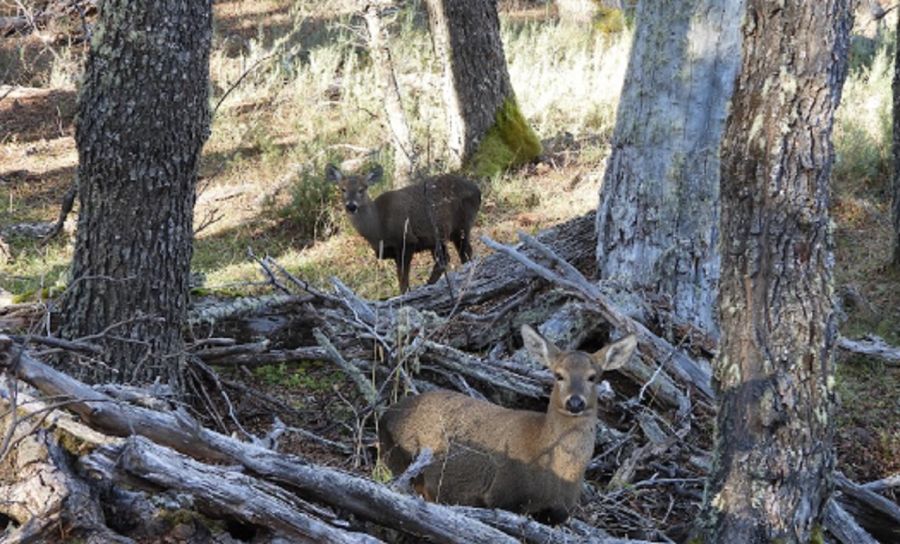 0708_huemul