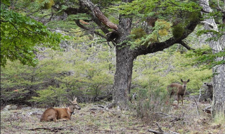 0708_huemul