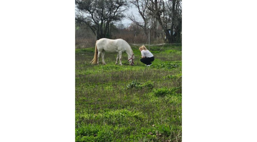 No hace falta saber montar: así es una sesión real de Coaching con Caballos