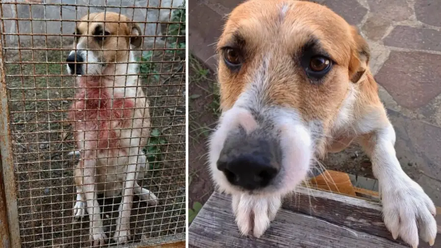 Chubut - Perro perejil