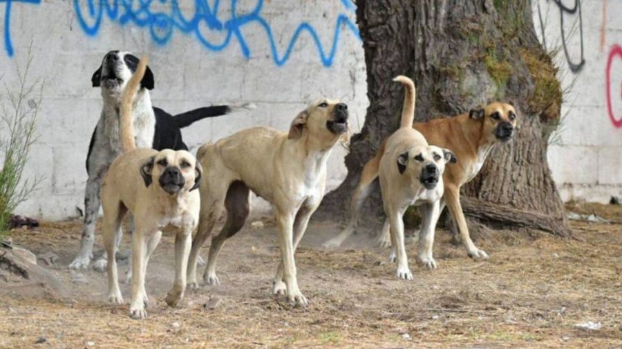 perros