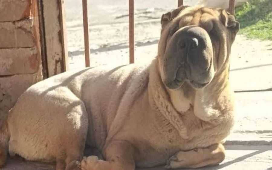 perros