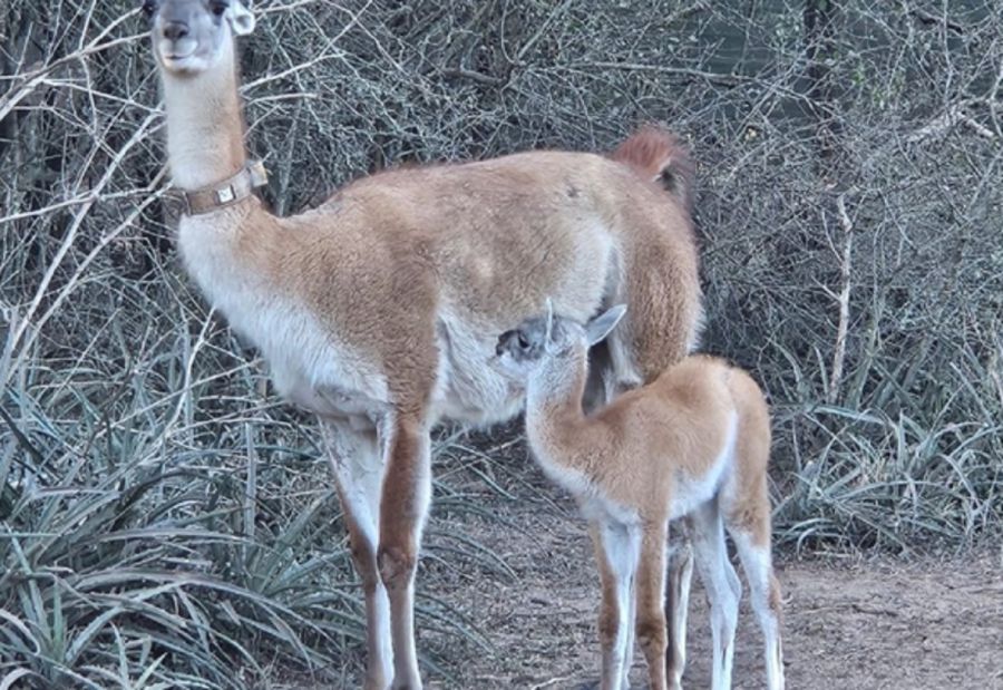 1308_guanaco