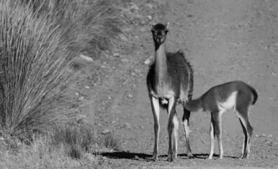 1308_guanaco