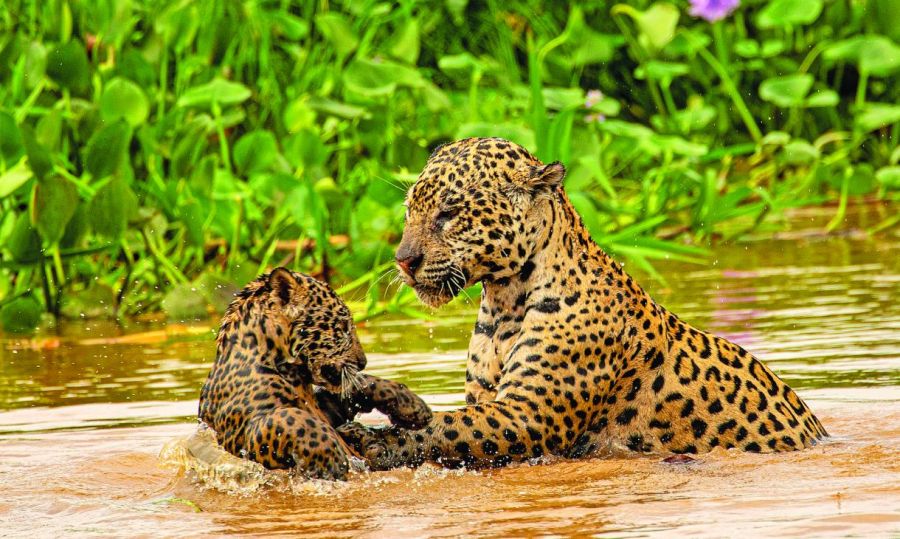 0814_jaguarbrasil