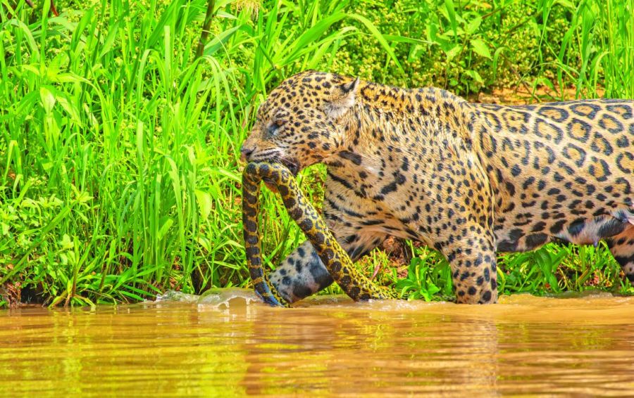 0814_jaguarbrasil