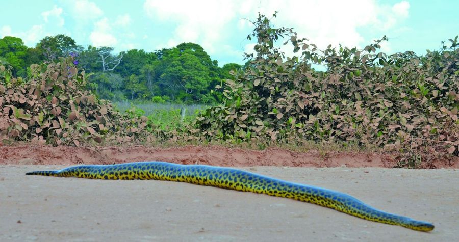 0814_jaguarbrasil