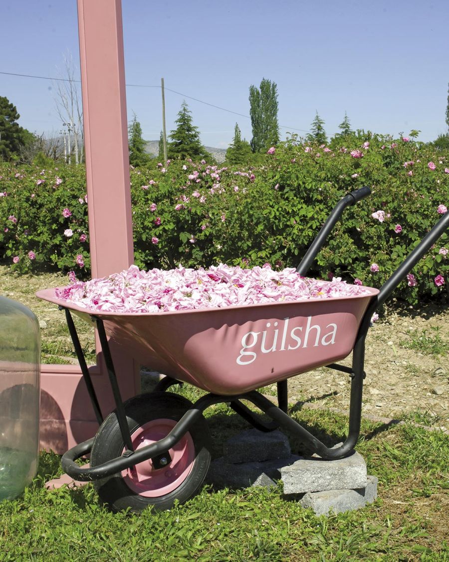 Rosas Turcas Fragancias Turkish