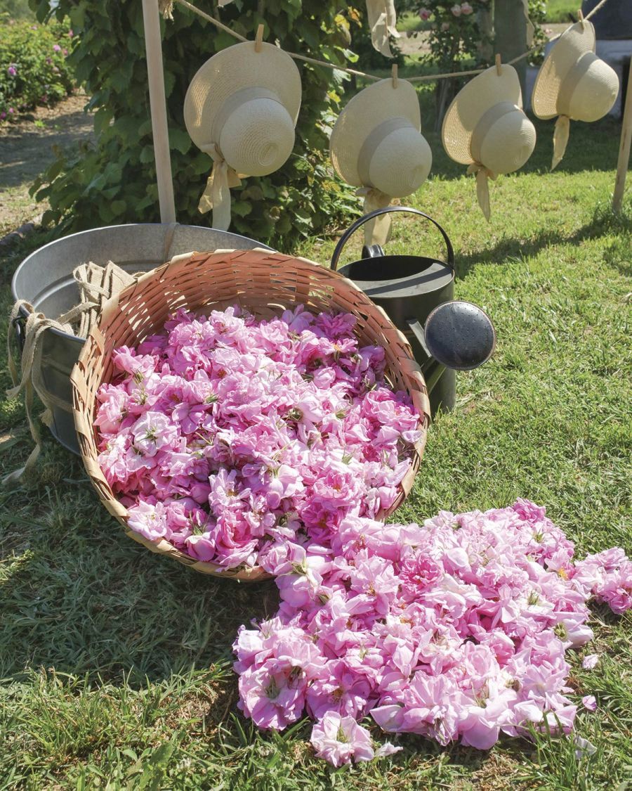 Rosas Turcas Fragancias Turkish