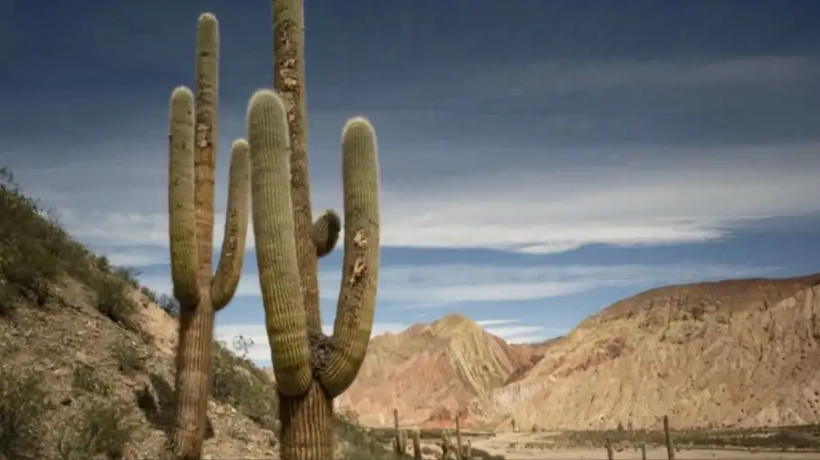 El Parque Nacional Los Cardones
