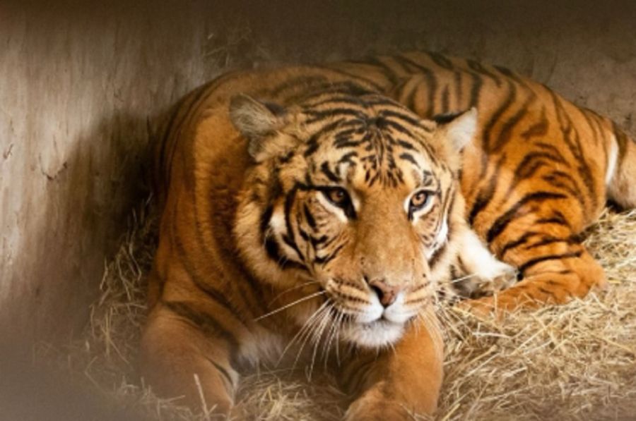1808_animales