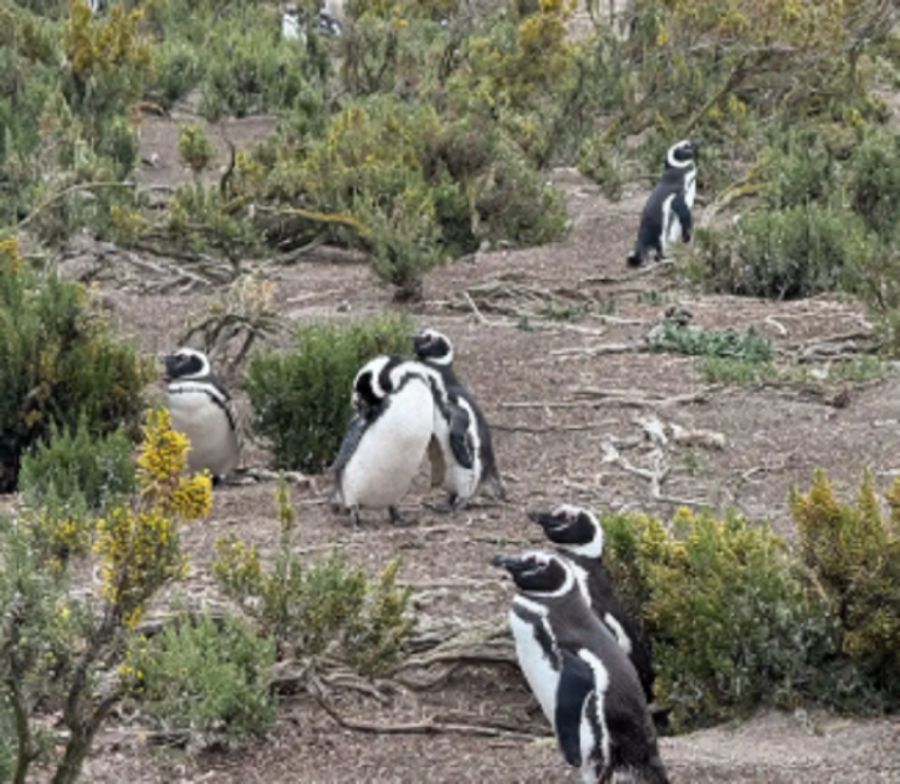 1908_pingüinos