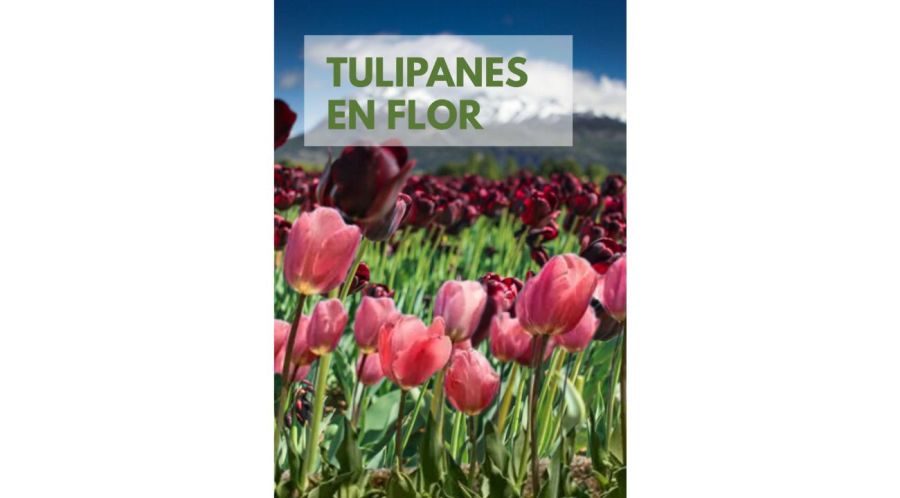 Dos escapadas para descubrir la belleza de las flores