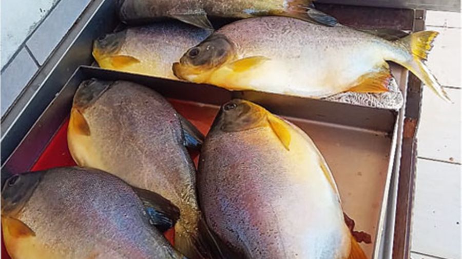 2108_peces_cria