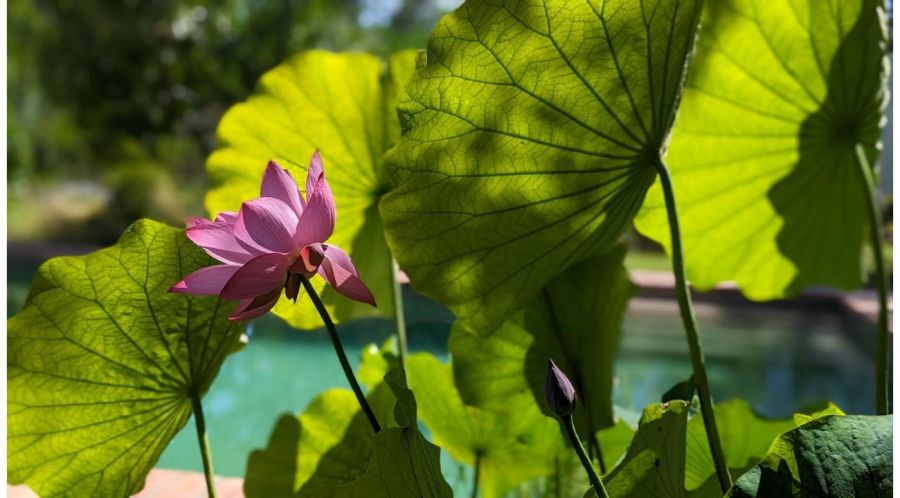 Jardines con alma y legado