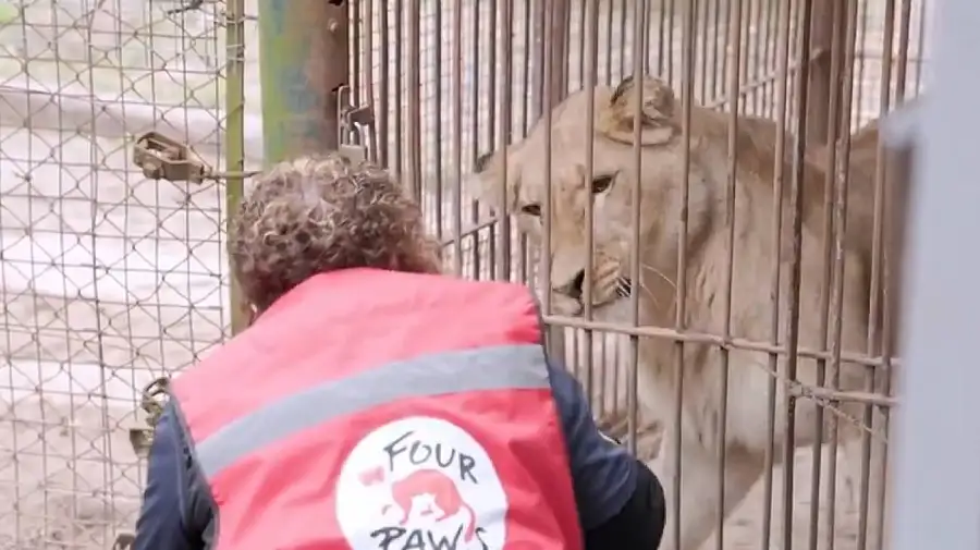 Tigres y leones trasladados del Zoológico de Luján a Sudáfrica