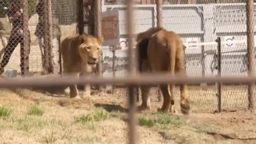 Tigres y leones trasladados del Zoológico de Luján a Sudáfrica