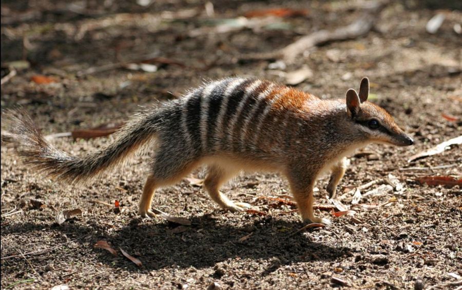 los numbats