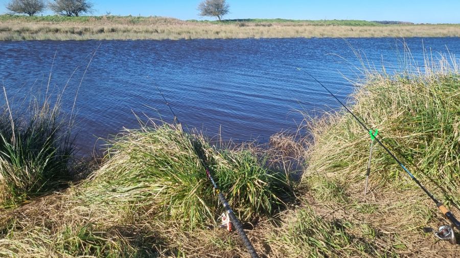 3108_lasgallinas