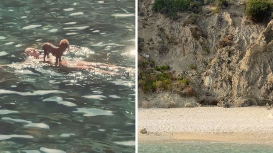 Máximo Bolocco, Cecilia Bolocco, Pepo Daire
