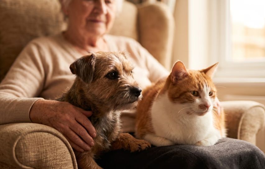 Perros y gatos en geriátricos