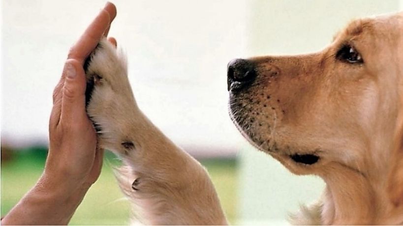 Régimen Sanitario Provincial para la Inhumación Conjunta de Personas Humanas y Animales de Compañía