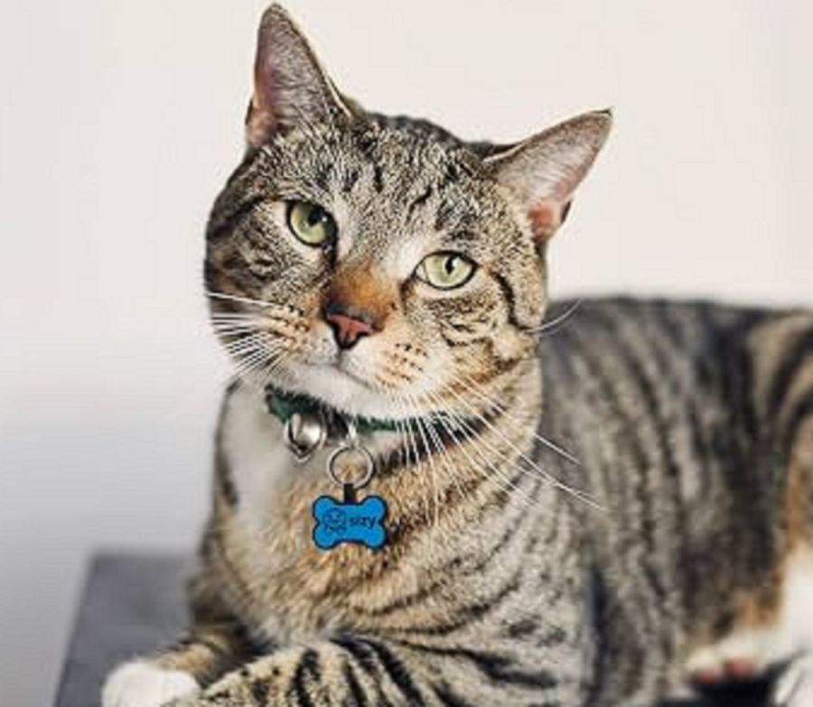 0309_gatos 