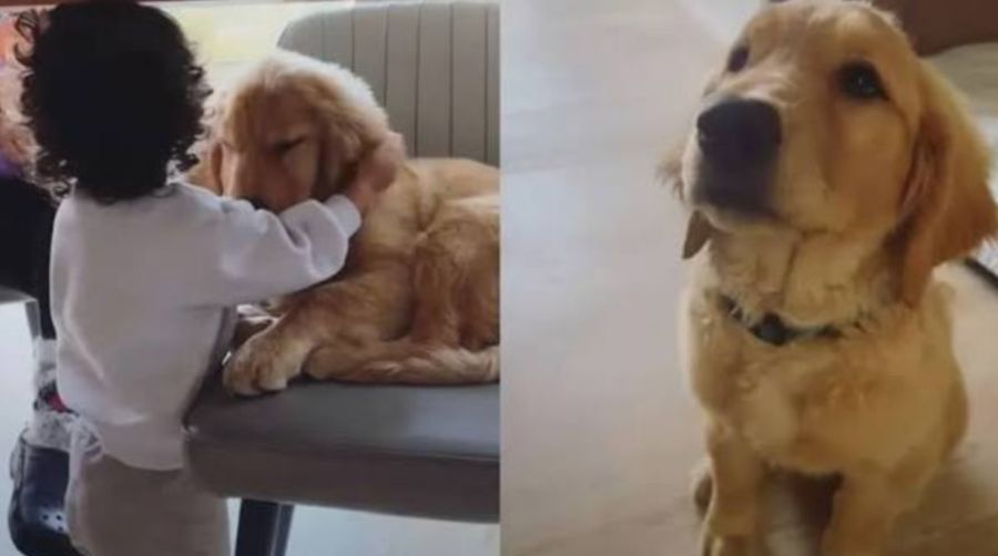 Nahla, la perra golden retriever de Jonathan Meléndez