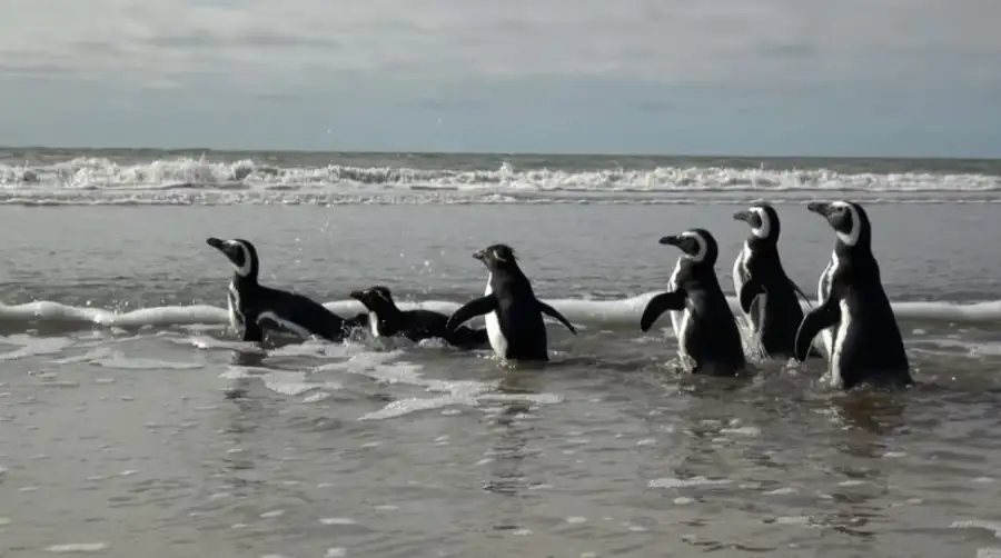 Pingüinos
