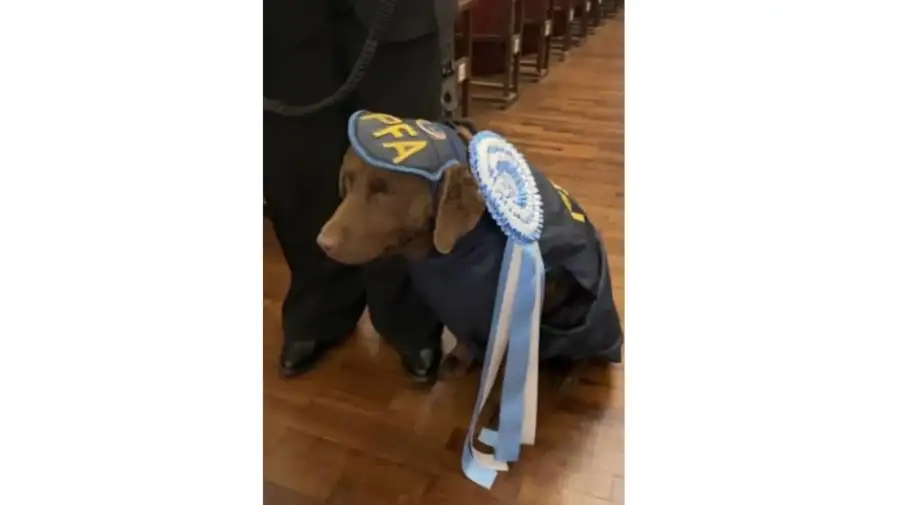 Hela, la perra de la Policía Federal que fue homenajeada tras nueve años de servicio contra el narcotráfico