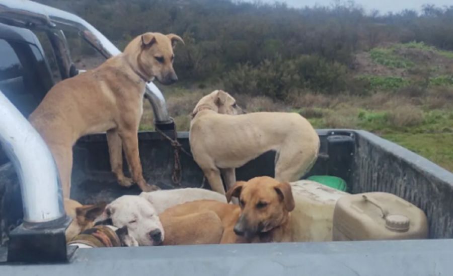 0909_perros