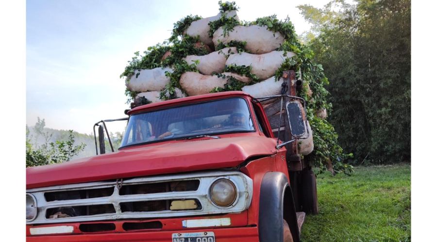 Dulce Beso: la yerba mate artesanal que mantiene viva una tradición familiar